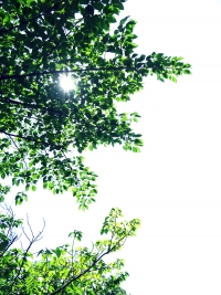 trees